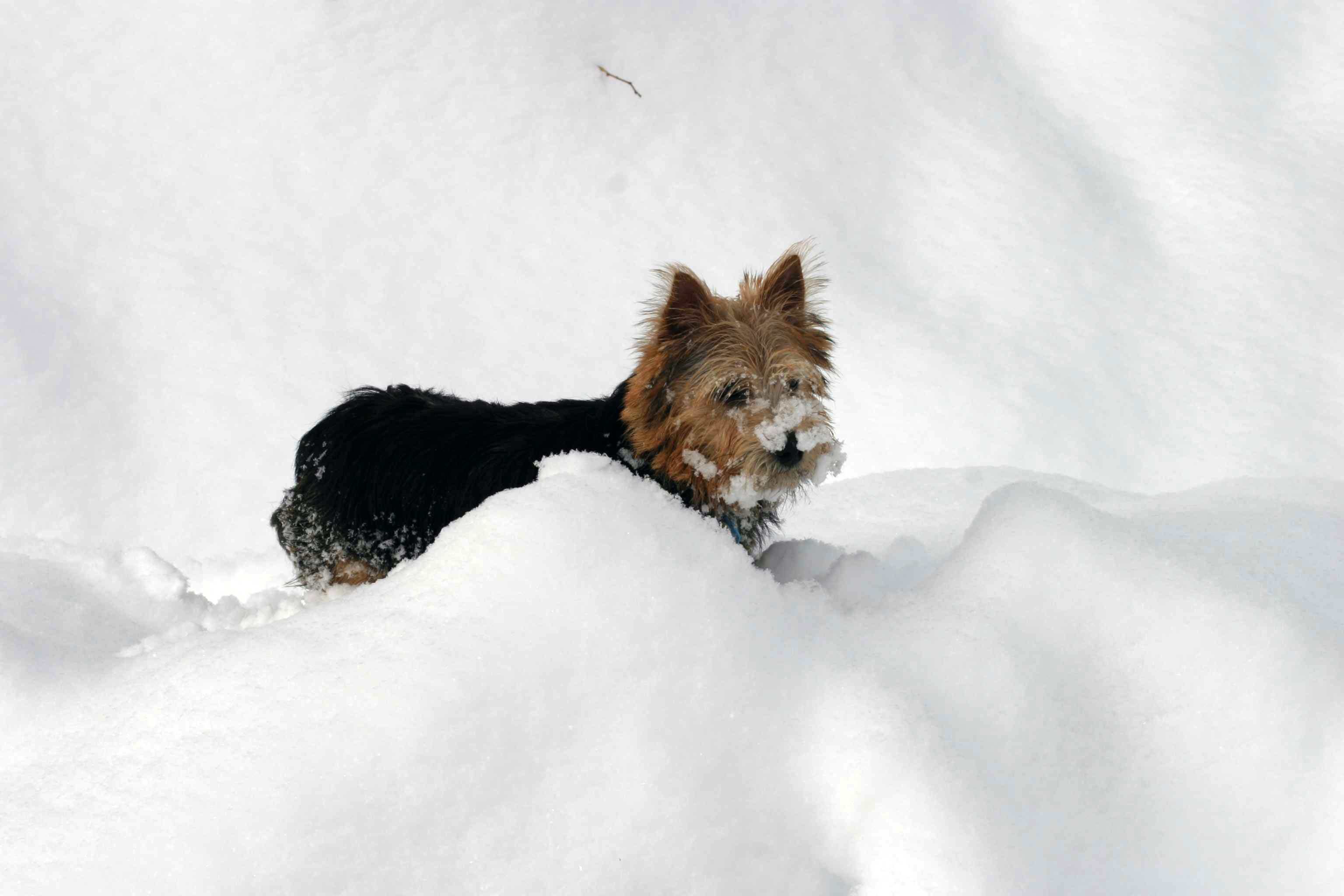 Snow-Norwich Terrier