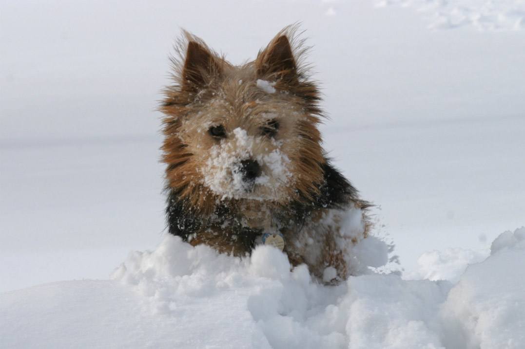 Schneehundebilder