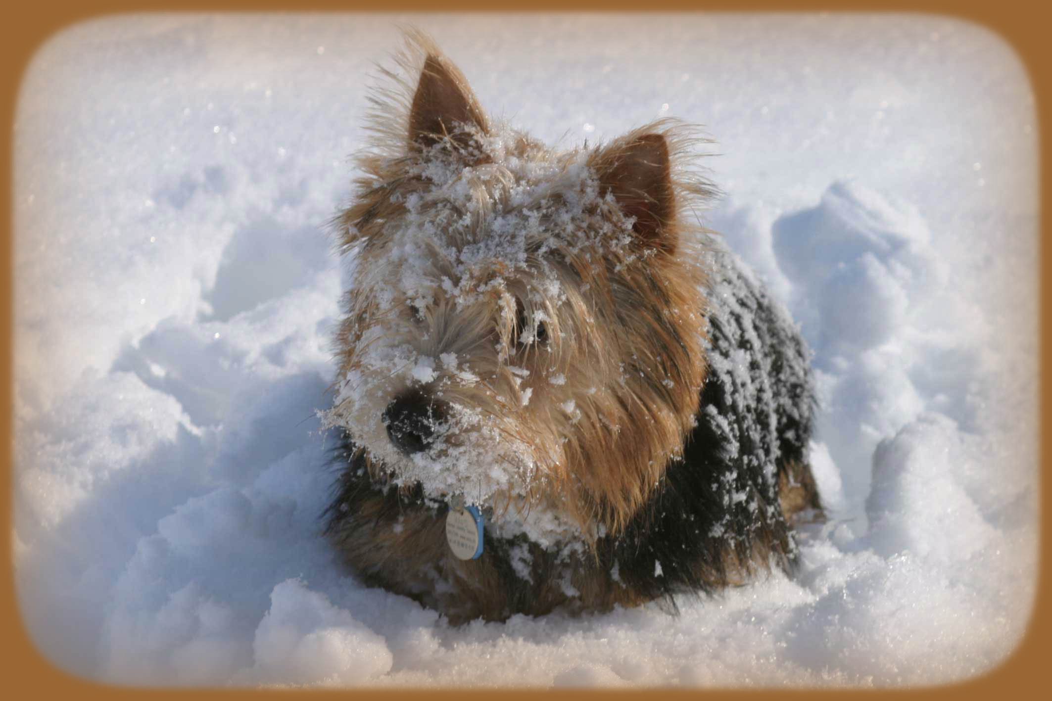 Inuk, Norwich Terrier