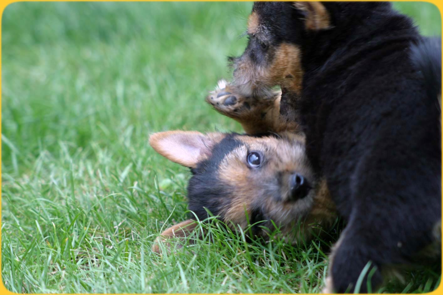 Norwich Terrier Welpen