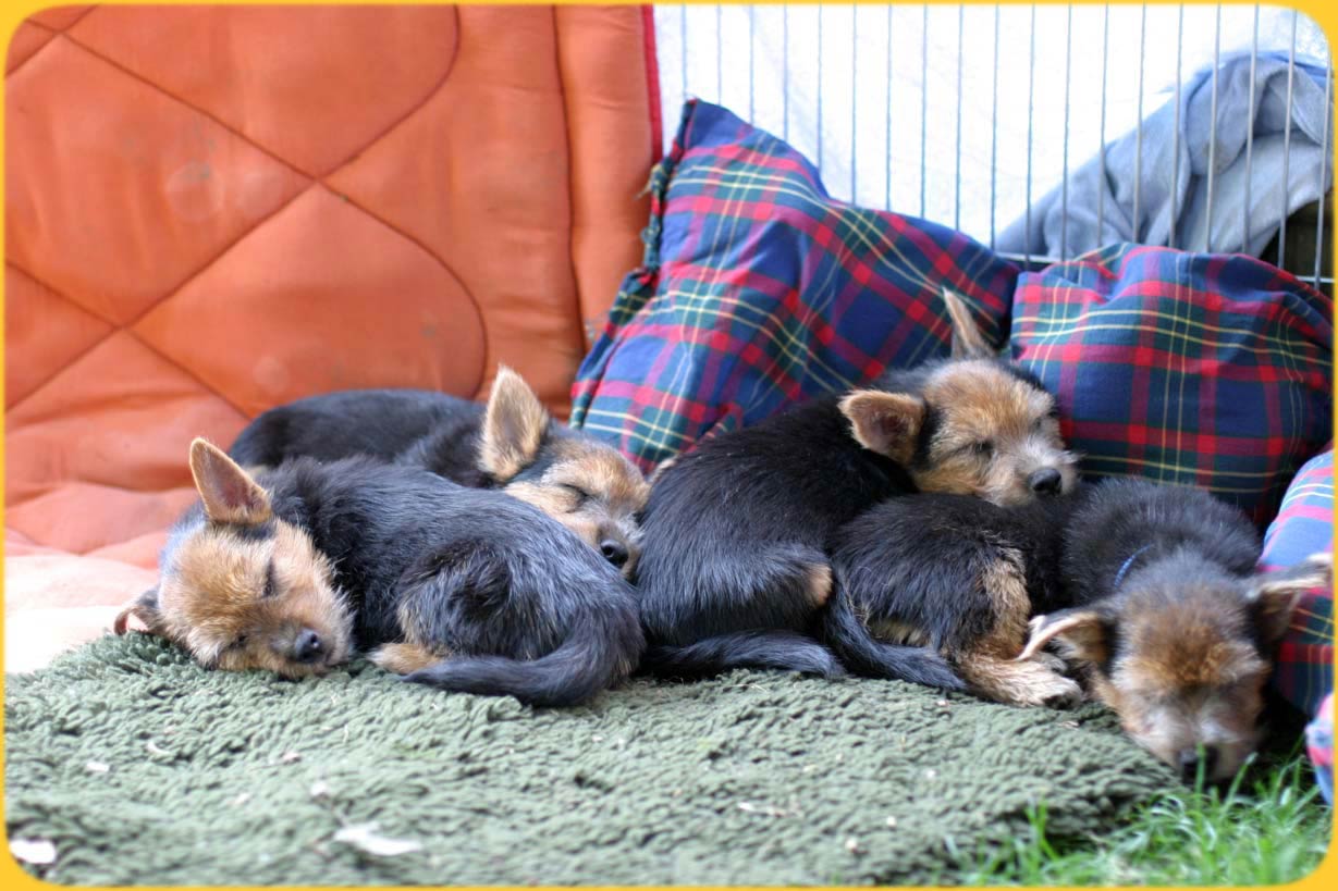 Norwich Terrier Welpen, Schlafstudien