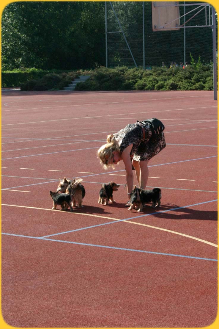 Uschi Vock mit Norwich Terrier am Sporttag in Wohlen