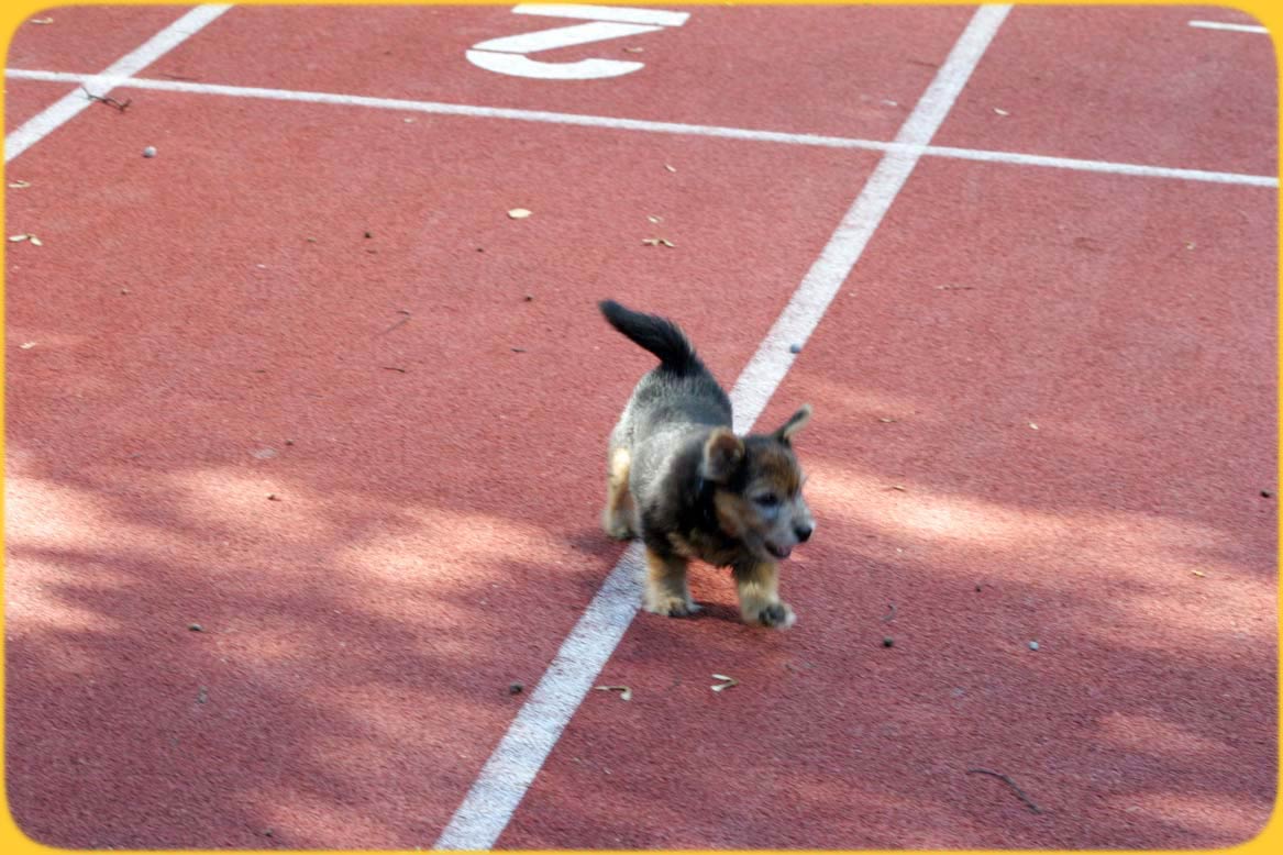 Sporttag in Wohlen.... vom richtigen Weg abgekommen