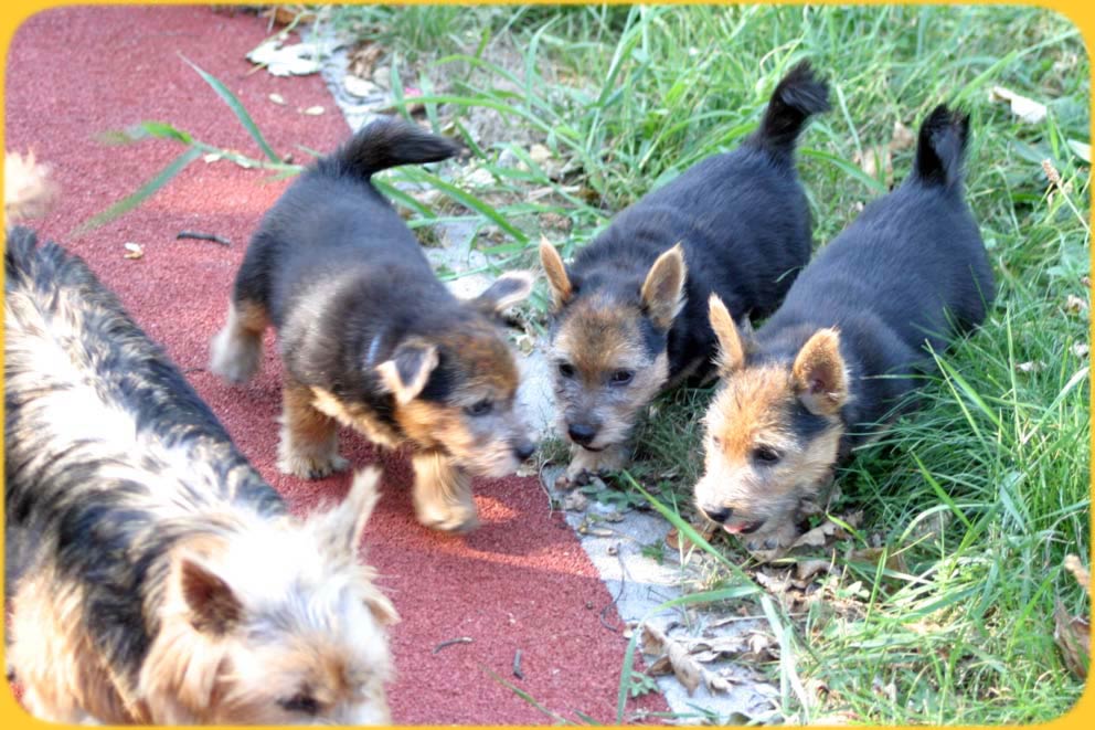 Norwich Terrier Siegergruppe Sporttag Wohlen