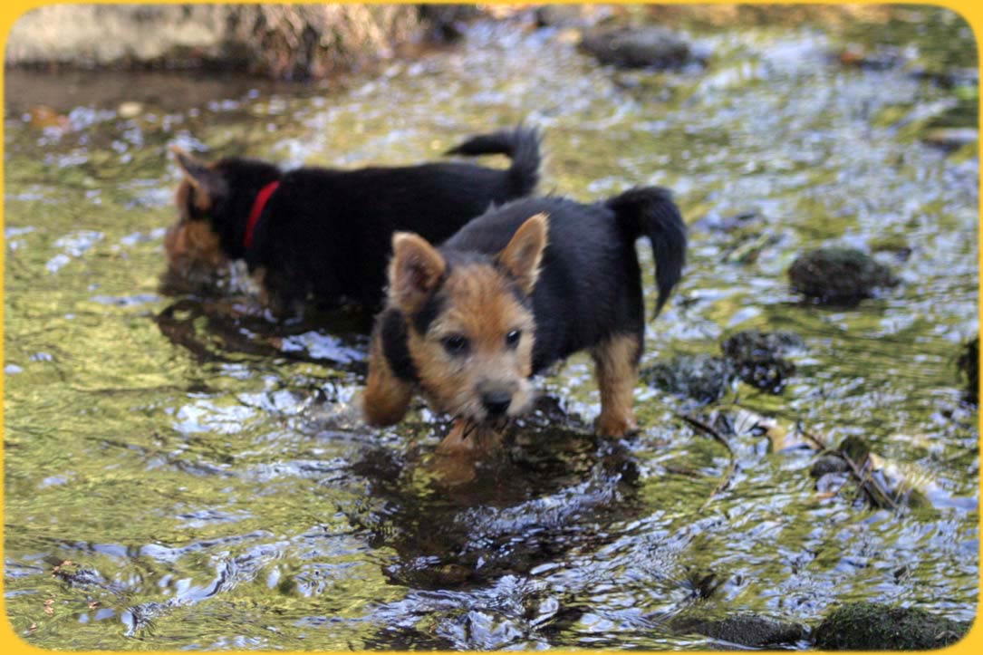 kleine Wasserratten