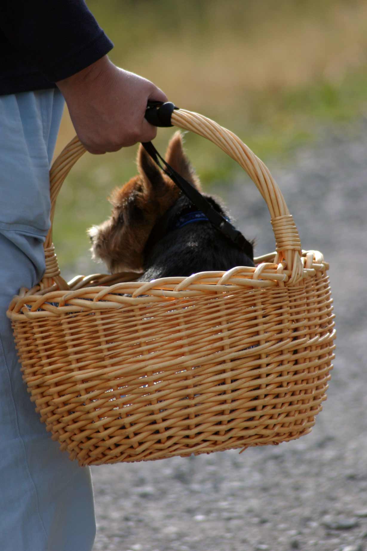 Norwich Terriers