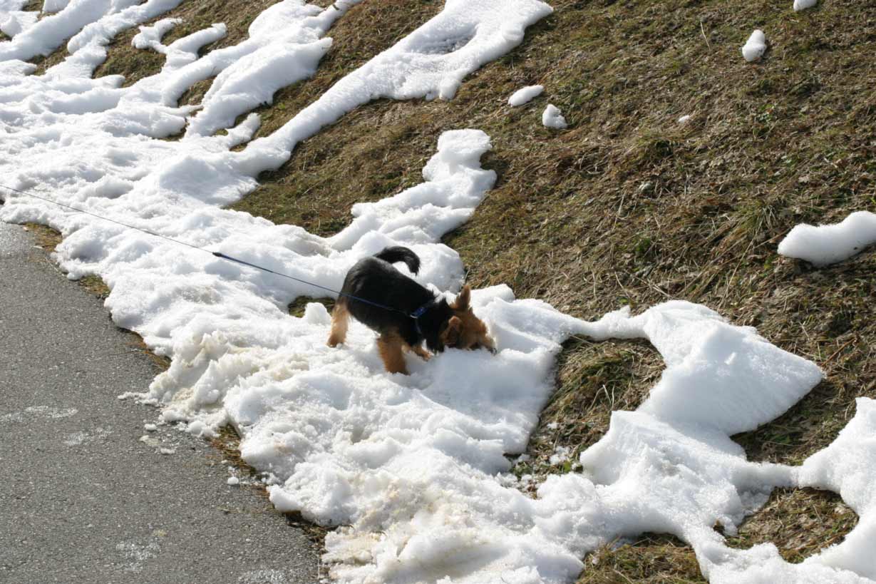 Inuk im Schnee