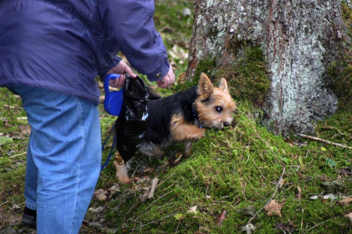 Inuk hilft beim Moossammeln