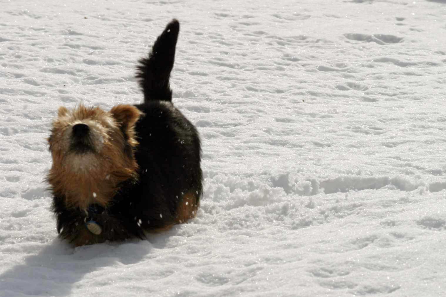 rumrennen im Schnee