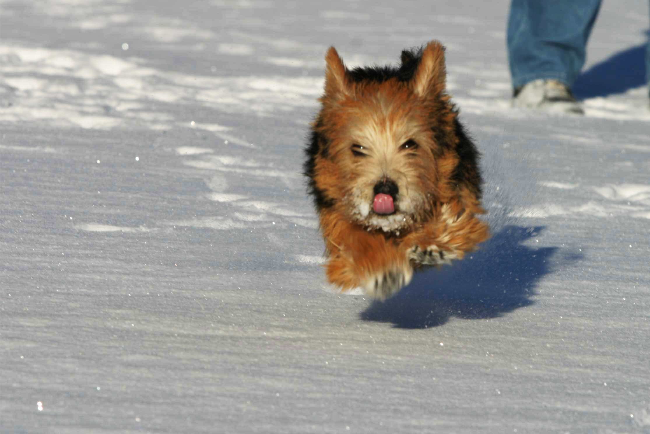 Inuk auf dem Niederhorn im Schnee