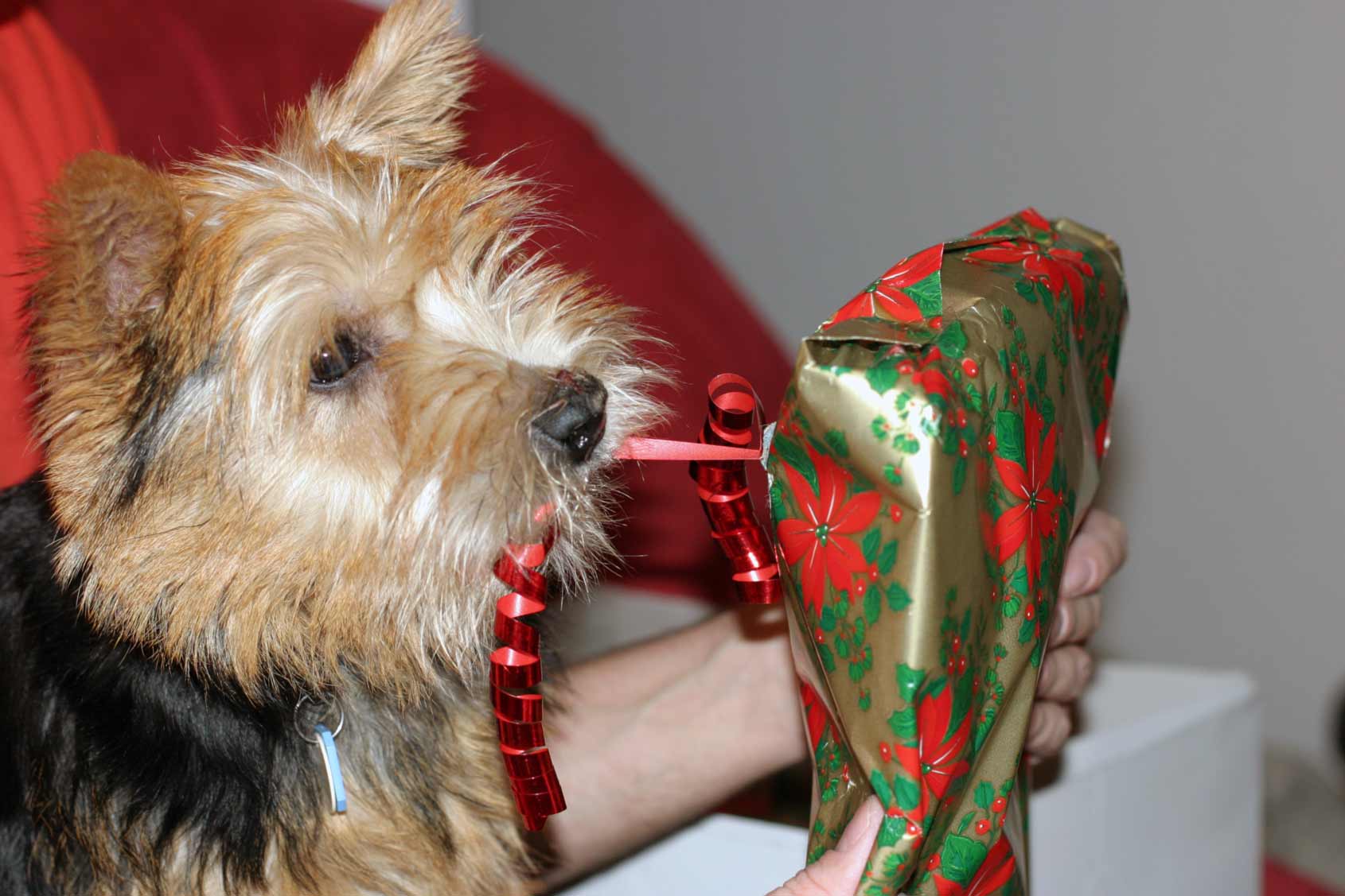 Weihnachtspäckli auspacken mit meinen Menschen