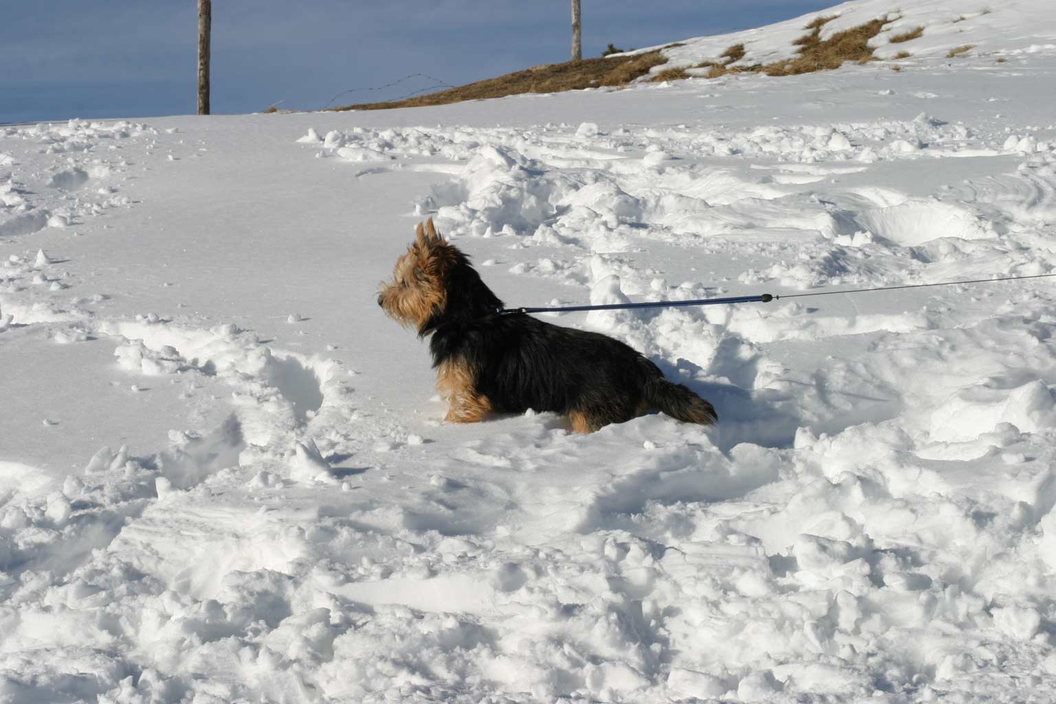 Inuk als Schneehase